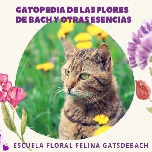 Taller Gatopedia de las Flores de Bach y otras esencias
