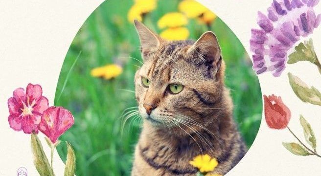 Taller Gatopedia de las Flores de Bach y otras esencias