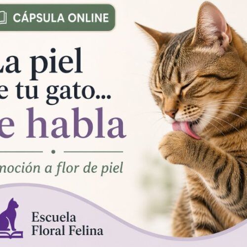 La piel de tu gato te habla