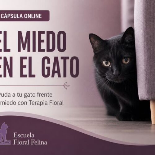El miedo en el Gato