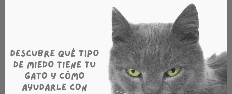 Ayuda a tu gato frente al MIEDO