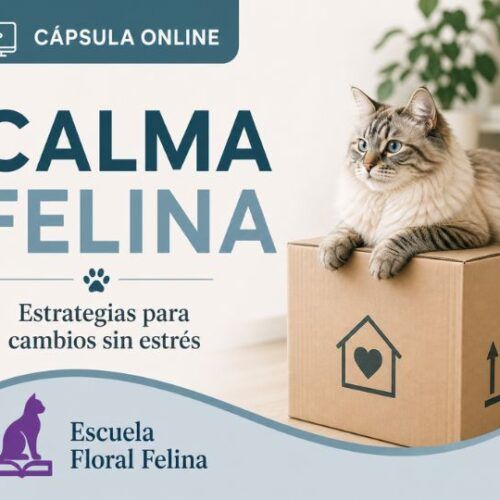 Calma Felina