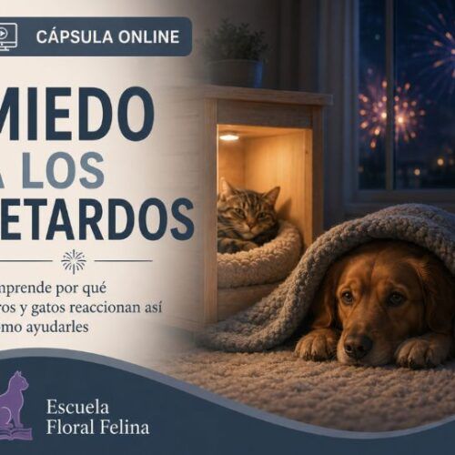 Miedo a los petardos